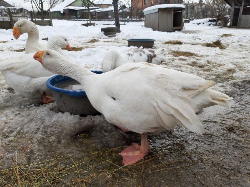  - Gaste Tula 2021 - Tula geese Tula kampfganse Tula oie