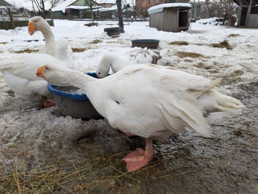  - Gaste Tula 2021 - Tula geese Tula kampfganse Tula oie