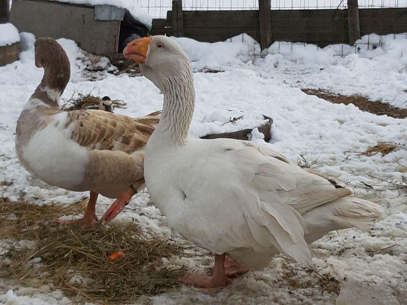 - Gaste Tula 2021 - Tula geese Tula kampfganse Tula oie