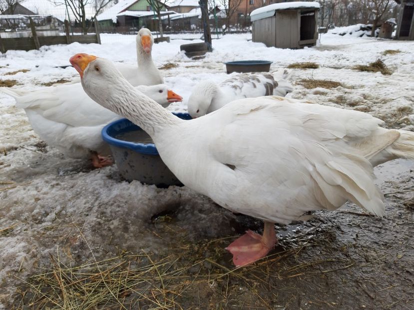  - Gaste Tula 2021 - Tula geese Tula kampfganse Tula oie