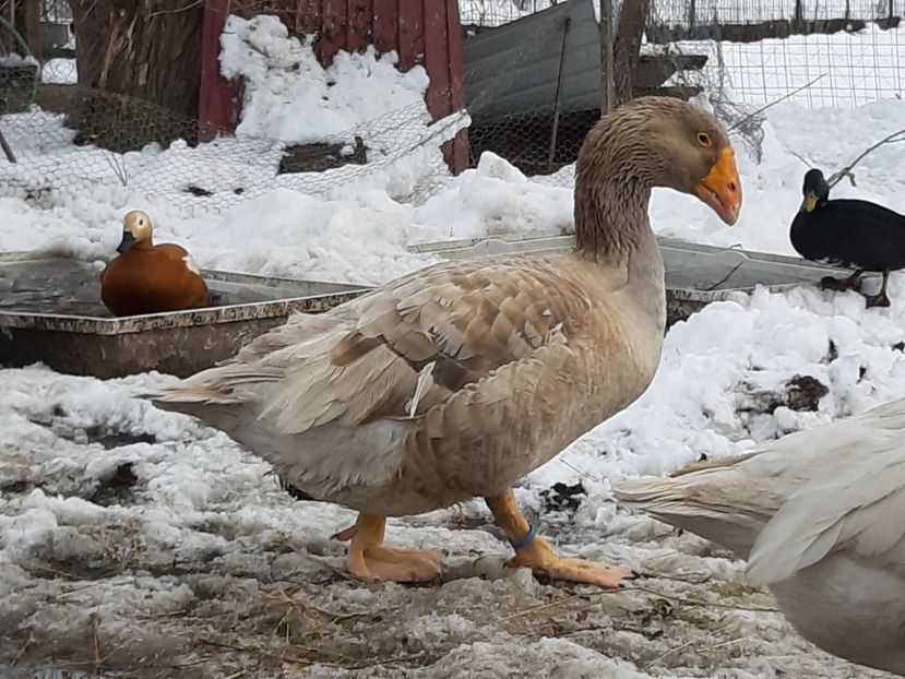  - Gaste Tula 2021 - Tula geese Tula kampfganse Tula oie