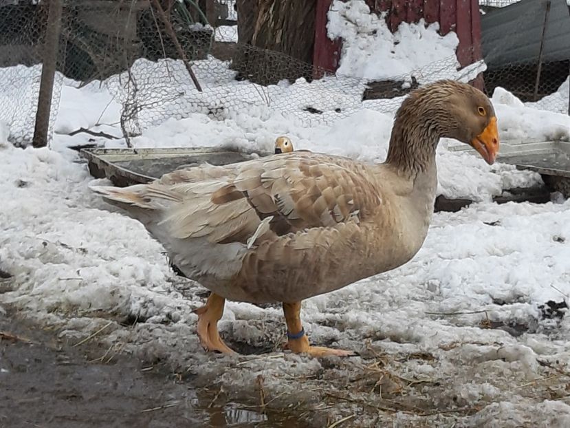  - Gaste Tula 2021 - Tula geese Tula kampfganse Tula oie