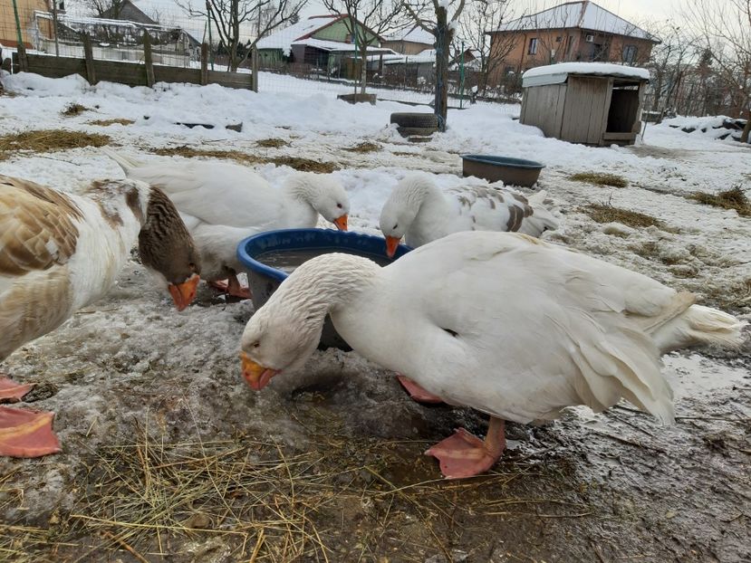  - Gaste Tula 2021 - Tula geese Tula kampfganse Tula oie