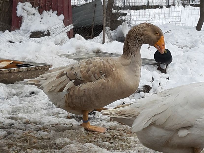  - Gaste Tula 2021 - Tula geese Tula kampfganse Tula oie