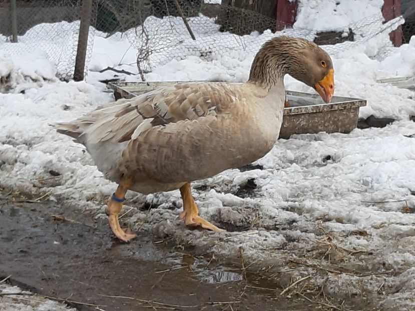  - Gaste Tula 2021 - Tula geese Tula kampfganse Tula oie