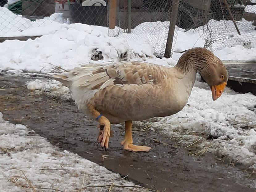  - Gaste Tula 2021 - Tula geese Tula kampfganse Tula oie