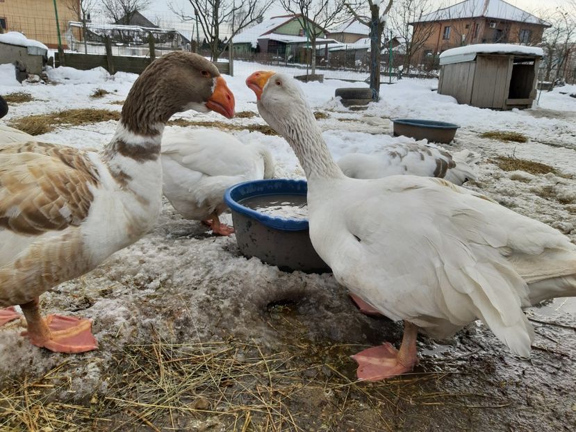  - Gaste Tula 2021 - Tula geese Tula kampfganse Tula oie