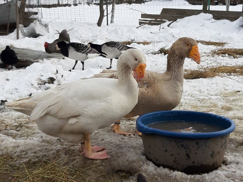  - Gaste Tula 2021 - Tula geese Tula kampfganse Tula oie