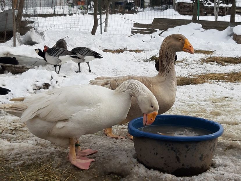  - Gaste Tula 2021 - Tula geese Tula kampfganse Tula oie