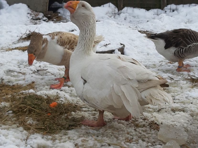 20200208_132339(0) - Gaste Tula 2021 - Tula geese Tula kampfganse Tula oie