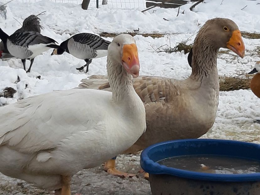  - Gaste Tula 2021 - Tula geese Tula kampfganse Tula oie