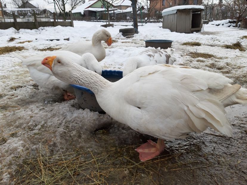  - Gaste Tula 2021 - Tula geese Tula kampfganse Tula oie
