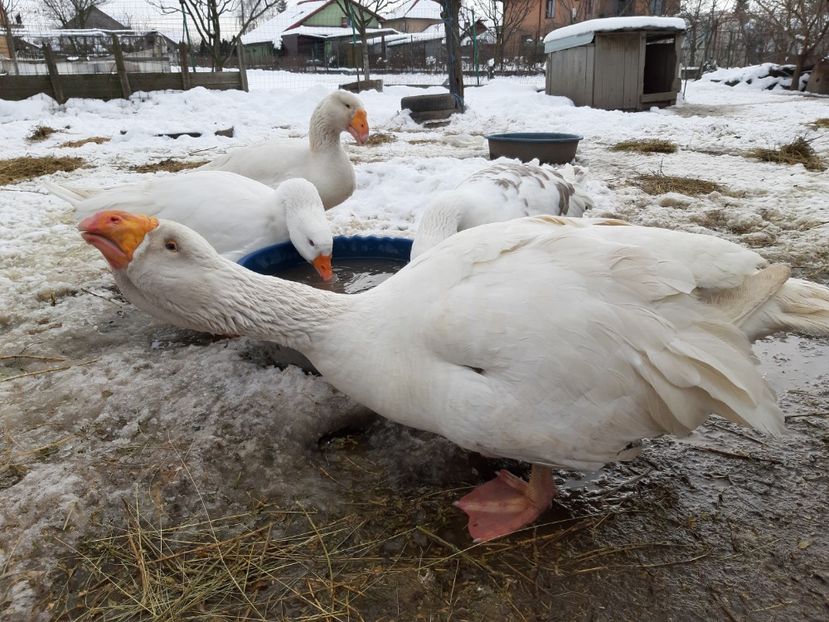  - Gaste Tula 2021 - Tula geese Tula kampfganse Tula oie