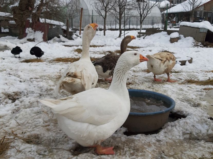  - Gaste Tula 2021 - Tula geese Tula kampfganse Tula oie