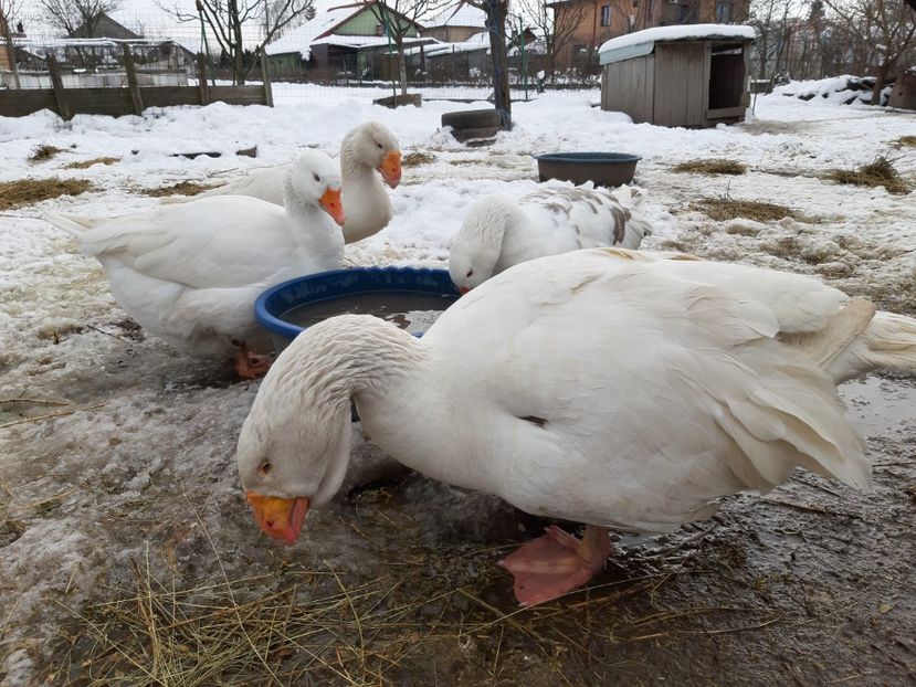  - Gaste Tula 2021 - Tula geese Tula kampfganse Tula oie