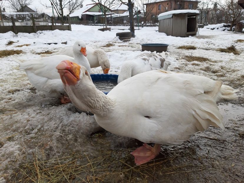 20200208_133320(0) - Gaste Tula 2021 - Tula geese Tula kampfganse Tula oie
