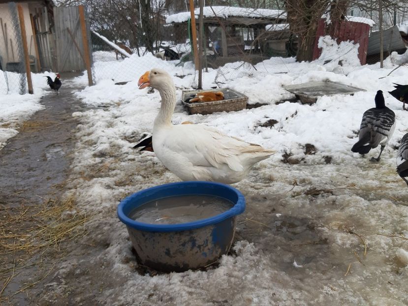  - Gaste Tula 2021 - Tula geese Tula kampfganse Tula oie