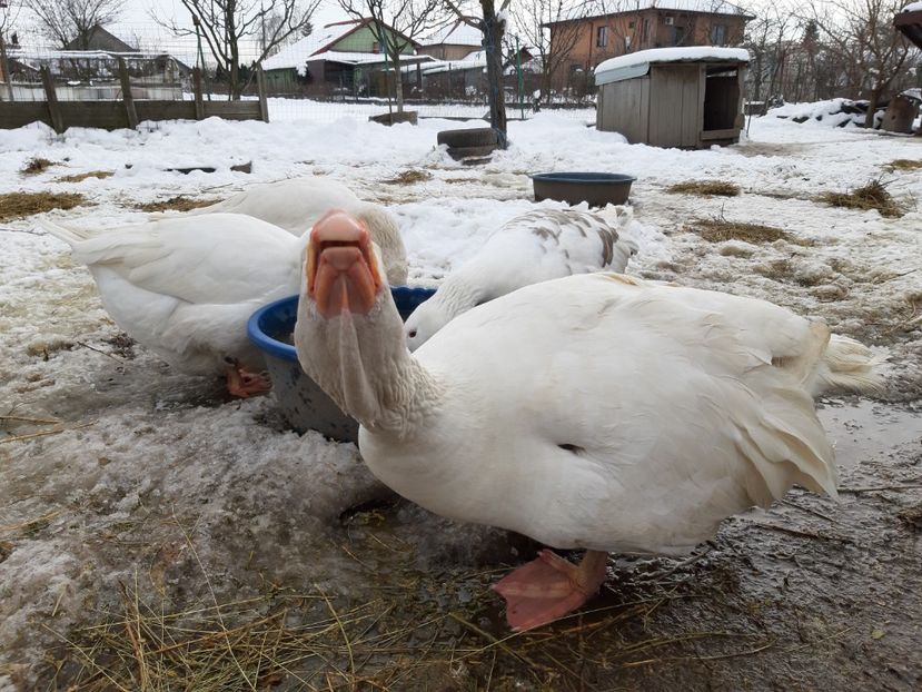  - Gaste Tula 2021 - Tula geese Tula kampfganse Tula oie