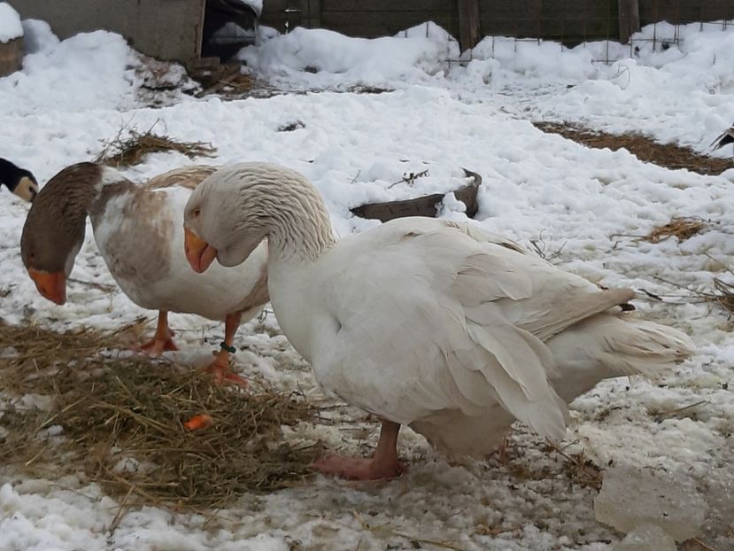  - Gaste Tula 2021 - Tula geese Tula kampfganse Tula oie