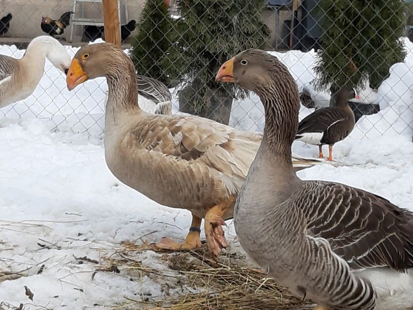  - Gaste Tula 2021 - Tula geese Tula kampfganse Tula oie