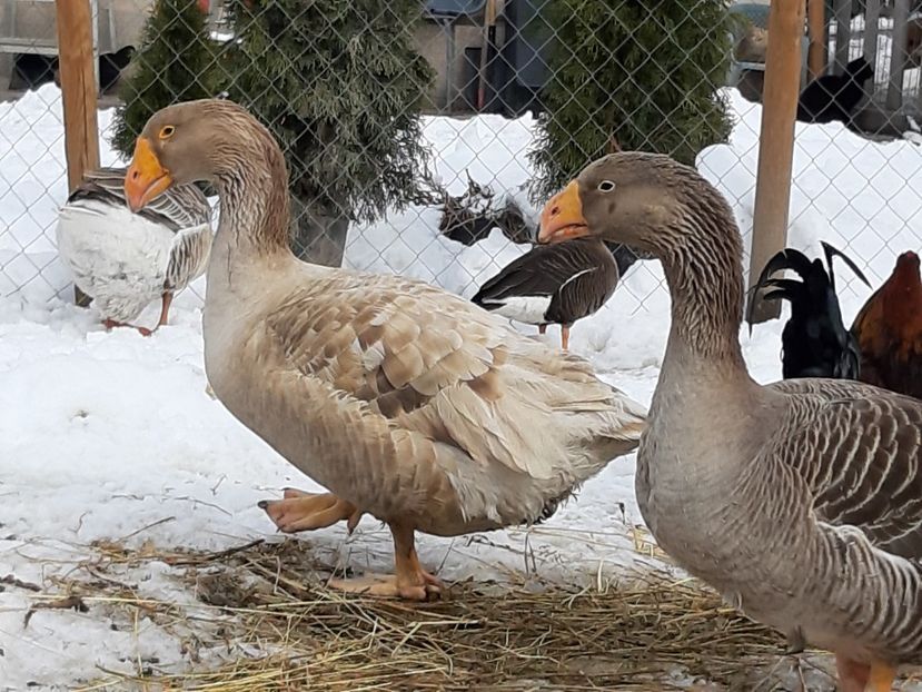  - Gaste Tula 2021 - Tula geese Tula kampfganse Tula oie