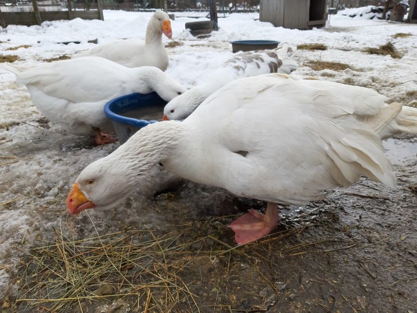  - Gaste Tula 2021 - Tula geese Tula kampfganse Tula oie