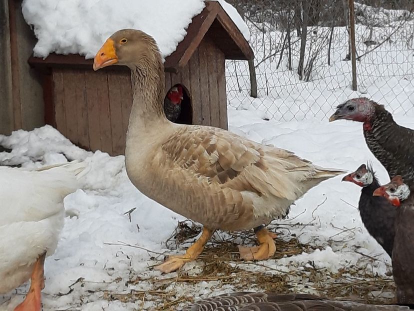  - Gaste Tula 2021 - Tula geese Tula kampfganse Tula oie