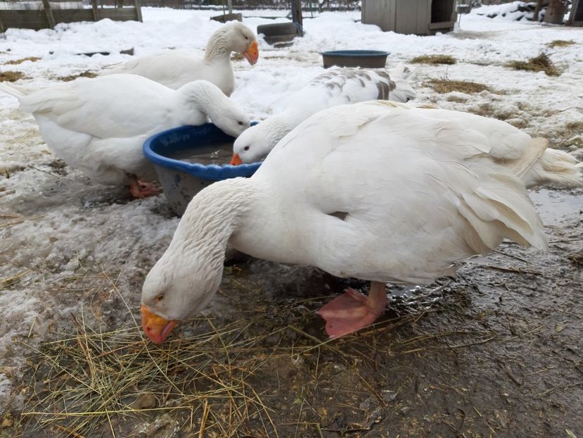 20200208_133334(0) - Gaste Tula 2021 - Tula geese Tula kampfganse Tula oie