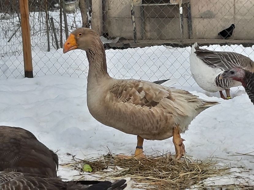  - Gaste Tula 2021 - Tula geese Tula kampfganse Tula oie