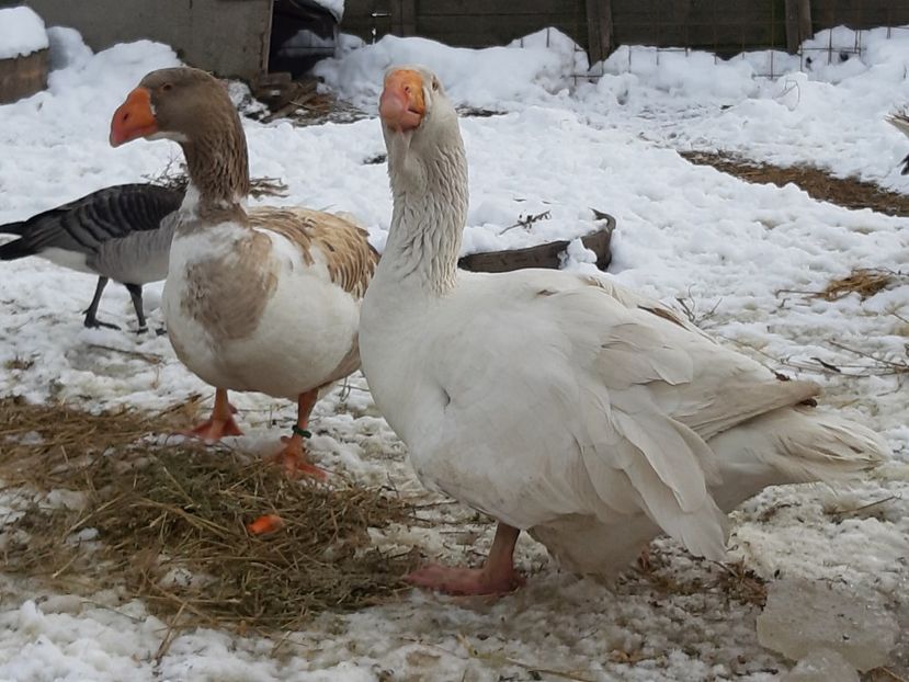  - Gaste Tula 2021 - Tula geese Tula kampfganse Tula oie