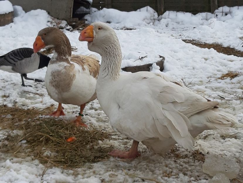 20200208_132355(0) - Gaste Tula 2021 - Tula geese Tula kampfganse Tula oie