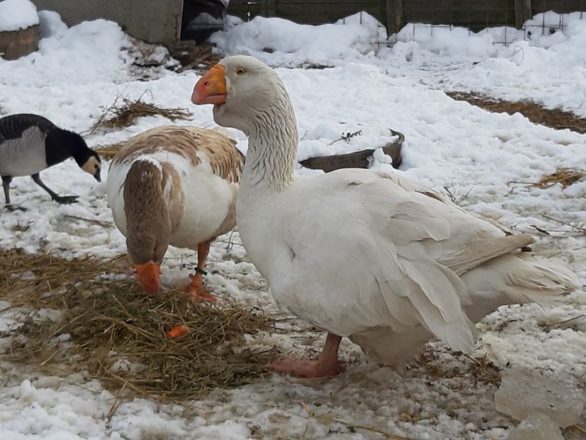  - Gaste Tula 2021 - Tula geese Tula kampfganse Tula oie