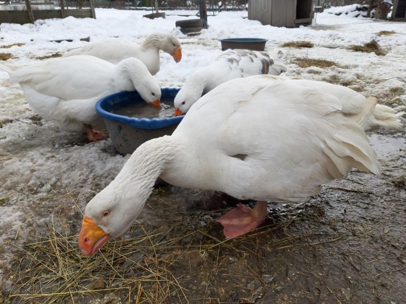  - Gaste Tula 2021 - Tula geese Tula kampfganse Tula oie