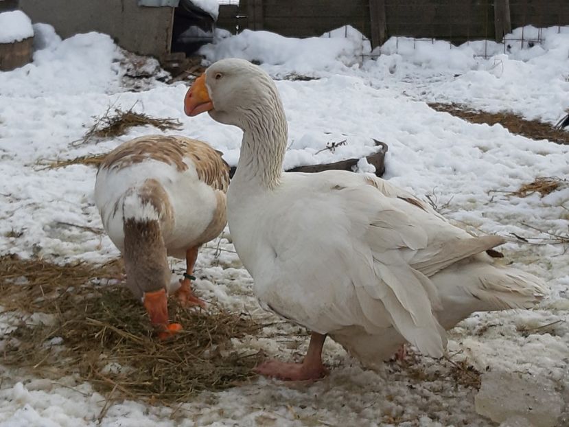  - Gaste Tula 2021 - Tula geese Tula kampfganse Tula oie