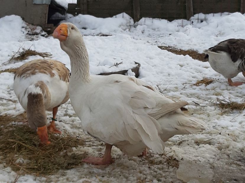  - Gaste Tula 2021 - Tula geese Tula kampfganse Tula oie