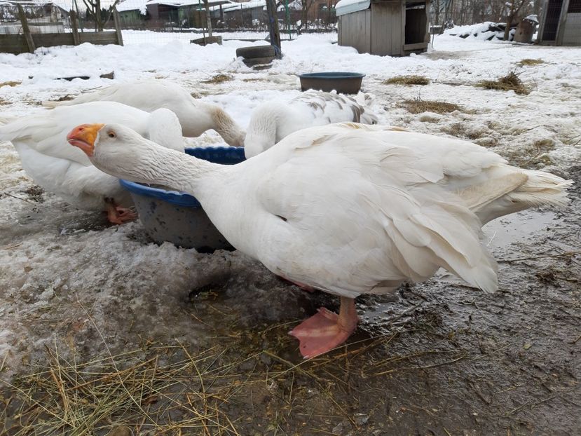  - Gaste Tula 2021 - Tula geese Tula kampfganse Tula oie