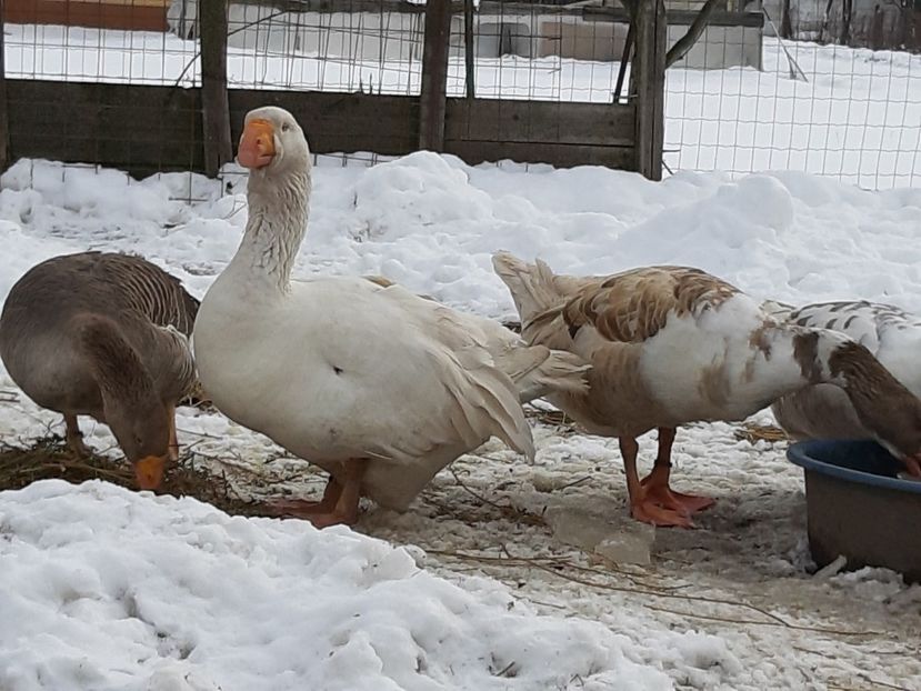  - Gaste Tula 2021 - Tula geese Tula kampfganse Tula oie