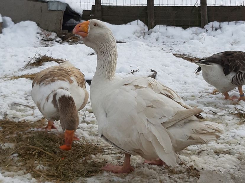  - Gaste Tula 2021 - Tula geese Tula kampfganse Tula oie