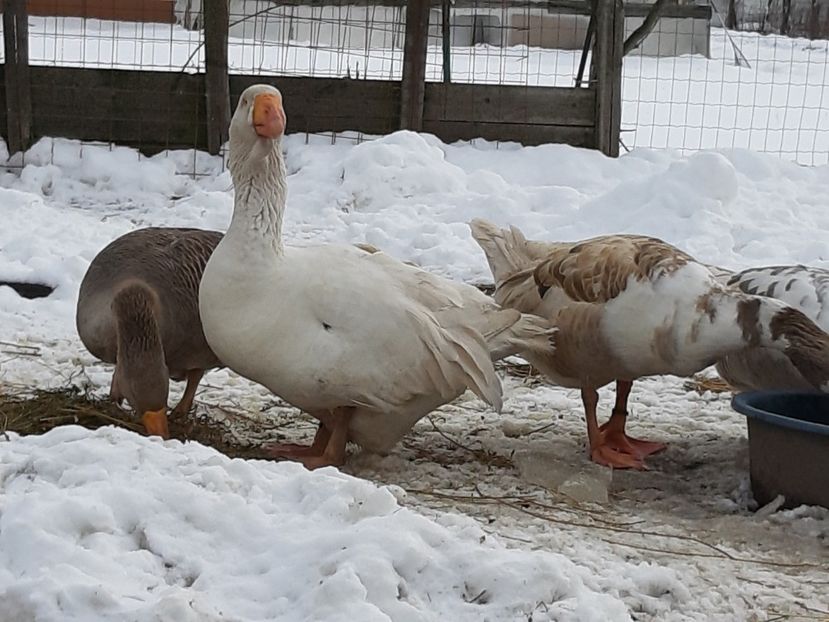  - Gaste Tula 2021 - Tula geese Tula kampfganse Tula oie