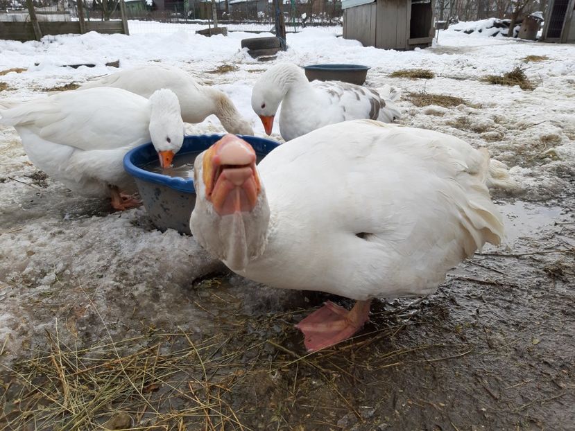  - Gaste Tula 2021 - Tula geese Tula kampfganse Tula oie