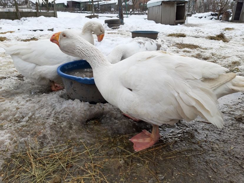  - Gaste Tula 2021 - Tula geese Tula kampfganse Tula oie
