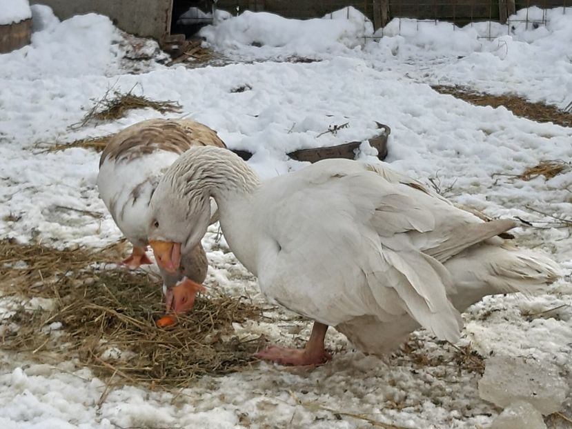  - Gaste Tula 2021 - Tula geese Tula kampfganse Tula oie