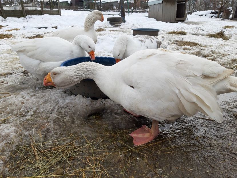  - Gaste Tula 2021 - Tula geese Tula kampfganse Tula oie