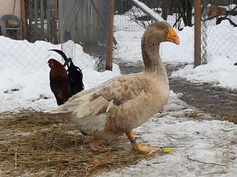 Gascan Tula - B7 - Gâște Tula - Tula geese Tula Ganse