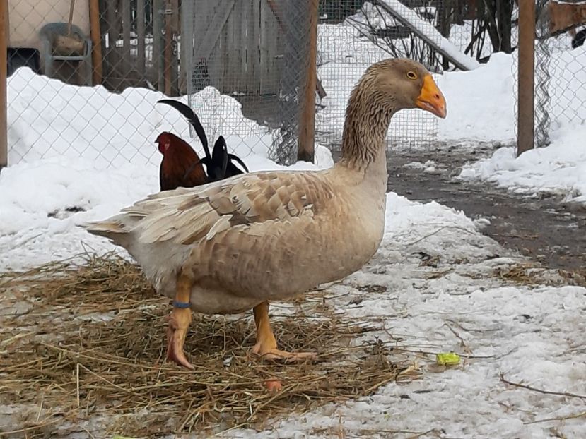 Tula gander - B7 - Gâște Tula - Tula geese Tula Ganse