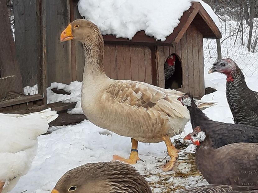 Tula goose - B7 - Gâște Tula - Tula geese Tula Ganse