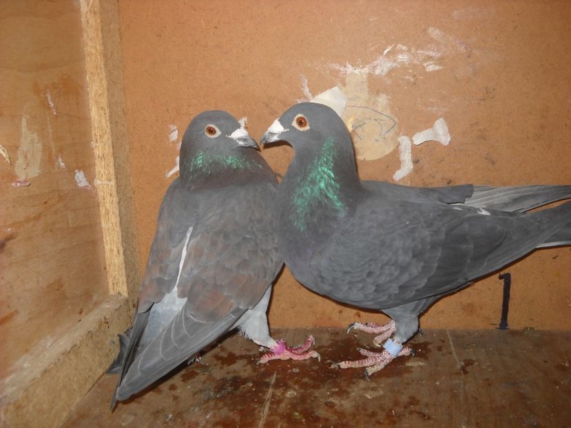  - UNDEVA IN SUCEAVA arhiva