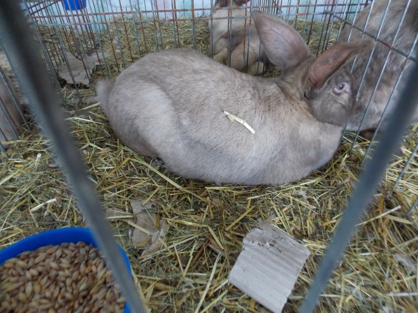  - EXPO-2020-MIERCUREA CIUC