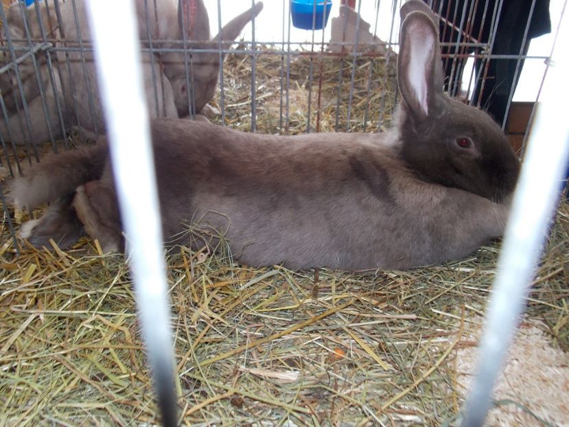  - EXPO-2020-MIERCUREA CIUC