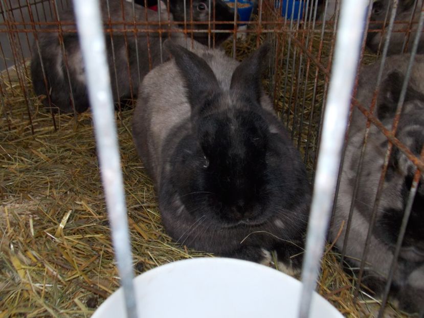  - EXPO-2020-MIERCUREA CIUC